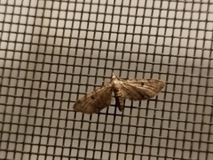 Eupithecia miserulata