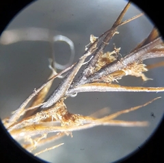 Flexitrichum gracile