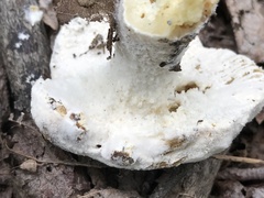 Hypomyces ochraceus