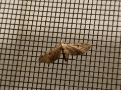 Eupithecia miserulata