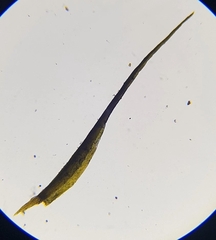 Flexitrichum gracile