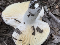 Hypomyces ochraceus