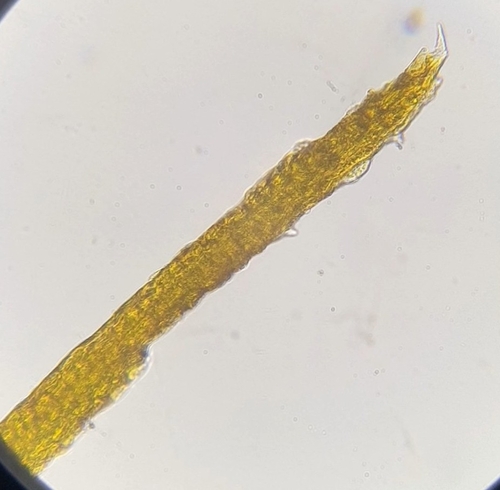 Image of Flexitrichum gracile by (c) Helen Waterman, some rights reserved (CC BY)
