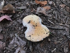 Hypomyces ochraceus