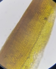 Flexitrichum gracile