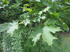 Acer saccharum