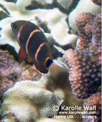 Plectroglyphidodon phoenixensis