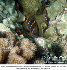 Plectroglyphidodon phoenixensis