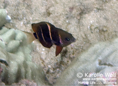 Plectroglyphidodon phoenixensis