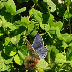 Polyommatus icarus