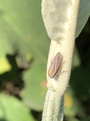 Graphocephala nigrifascia