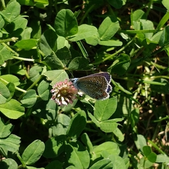 Polyommatus icarus