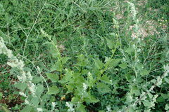 Chenopodiastrum hybridum