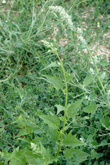 Chenopodiastrum hybridum