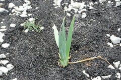Iris × hybrida