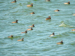 Podiceps nigricollis