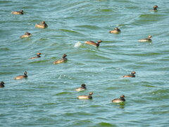 Podiceps nigricollis