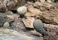 Xylaria polymorpha