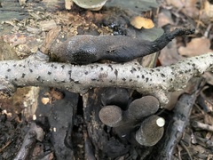 Xylaria polymorpha