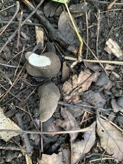 Xylaria polymorpha