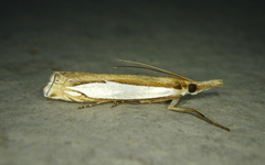 Crambus watsonellus