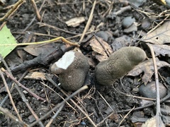 Xylaria polymorpha