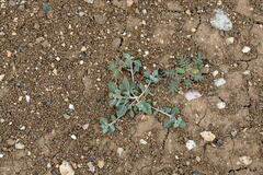 Chenopodium vulvaria