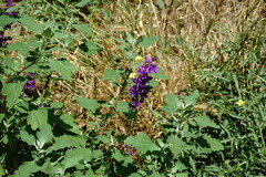 Consolida orientalis