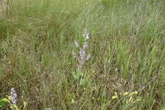 Salvia sclarea
