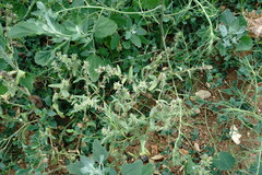 Anchusa arvensis orientalis