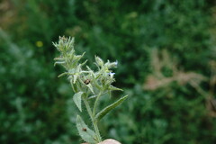 Anchusa arvensis orientalis