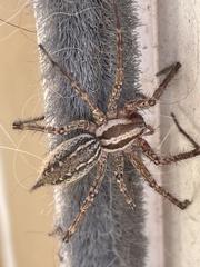 Agelenidae