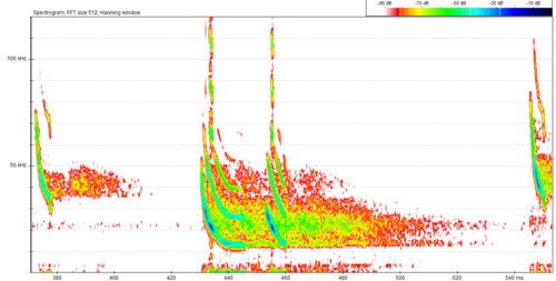 Kuhl's Pipistrelle