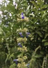 Salvia xalapensis