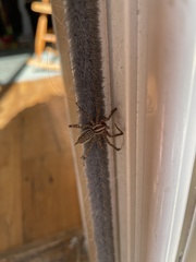 Agelenidae