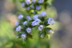 Heliotropium sinuatum