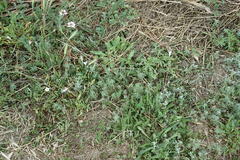 Artemisia austriaca