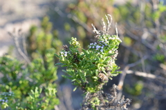 Heliotropium sinuatum