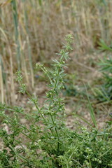 Galium tricornutum