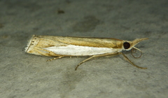 Crambus watsonellus