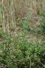 Galium tricornutum