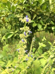 Salvia xalapensis