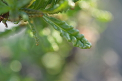 Heliotropium sinuatum