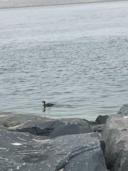 Somateria mollissima