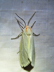 Pygarctia abdominalis