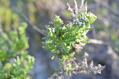 Heliotropium sinuatum