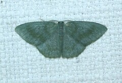 Prasinocyma lychnopasta