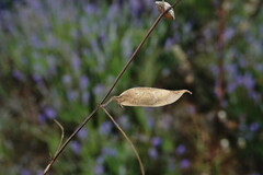 Vicia peregrina