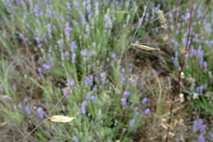 Vicia peregrina