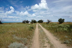 Rhaponticoides taliewii